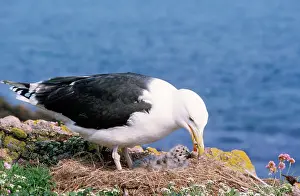 Maureen Brown: Greater / Great black-backed GULL - adult feeding