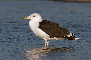 Marinus: Greater / Great black-backed GULL - Immature