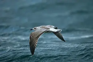Marinus: Greater / Great black-backed GULL - Juvenile /
