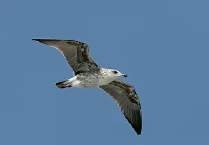 Marinus: Greater / Great black-backed GULL - juvenile