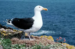 Maureen Brown: Greater / Great black-backed GULL - standing at