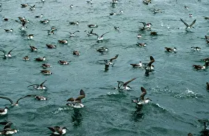 Gravis: Greater / Great Shearwater