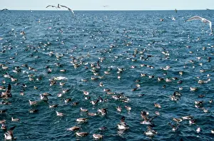 Gravis: Greater / Great Shearwater