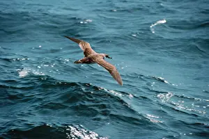 Gravis: Greater / Great SHEARWATER - in flight over sea