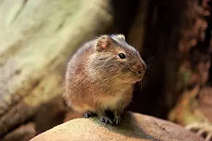 Found: Greater guinea pig (Cavia magna), adult, found in