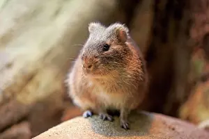 Found: Greater guinea pig (Cavia magna), adult, found in