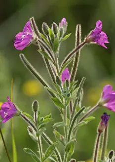Epilobium: Greater Hairy Willowherb / Great Willowherb