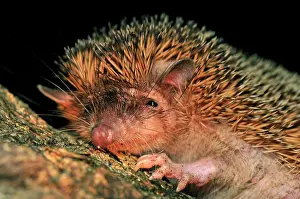 Tenrec: Greater Hedgehog Tenrec / Large Madagascar Hedgehog