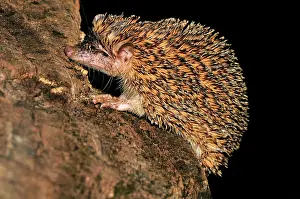 Tenrec: Greater Hedgehog Tenrec / Large Madagascar Hedgehog