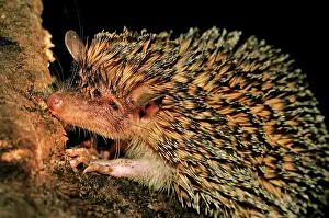 Tenrec: Greater Hedgehog Tenrec / Large Madagascar Hedgehog