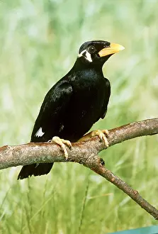 Aviary: Greater Hill MYNAH / Southern Grackle - perched on branch
