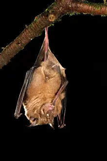 Ferrumequinum: Greater Horseshoe Bat