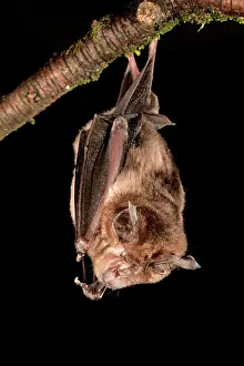 Ferrumequinum: Greater Horseshoe Bat