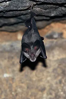 Ferrumequinum: Greater horseshoe bat