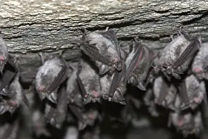 Ferrumequinum: Greater horseshoe bat
