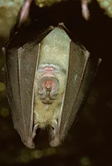 Ferrumequinum: GREATER HORSESHOE BAT