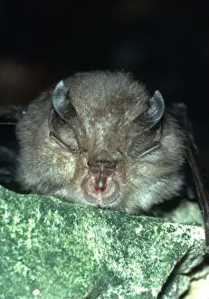 Bats: Greater Horseshoe Bat - close-up of face