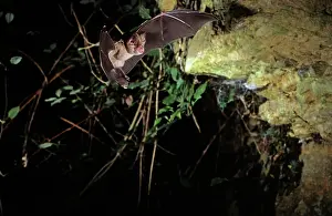 Ferrumequinum: Greater horseshoe bat flying into a cave (old iron