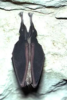 Agility: GREATER HORSESHOE BAT - hanging