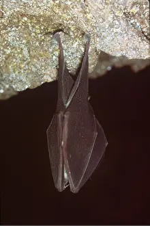 Bats: GREATER HORSESHOE BAT - hanging