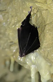 Hibernating: Greater Horseshoe Bat - Hibernating