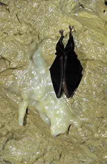 Hibernating: Greater Horseshoe Bat - hibernating in December