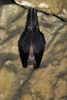 Hibernating: Greater Horseshoe Bat - hibernating in a Jura mountain's