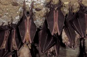 Hibernating: Greater Horseshoe Bat - hibernation at cave