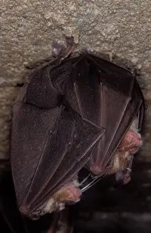 Hibernating: Greater Horseshoe Bat - hibernation at cave