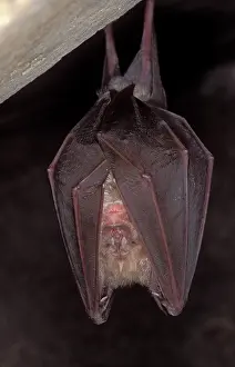 Agility: Greater Horseshoe Bat - hibernation at cave
