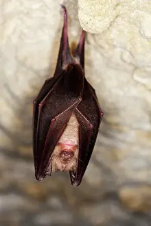 Hibernation: GREATER HORSESHOE BAT (rhinolophus ferrumequinum)