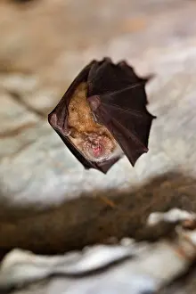 Ferrumequinum: Greater Horseshoe Bat - at roost
