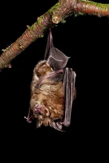 Horseshoe: Greater Horseshoe Bat - UK