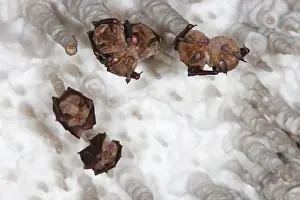 Microbat: Greater horseshoe bats (Rhinolophus ferrumequinum)