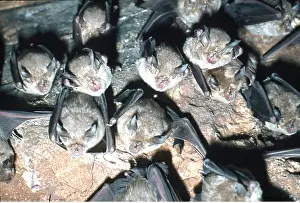 Bats: Greater Horseshoe Bats - roosting