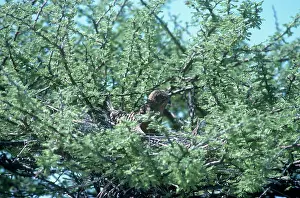Julie Bruton-seal: Greater Kestrel - on nest in Acacia tree