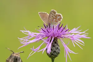 Extracting: Greater Knapweed