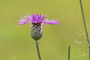 Centaurea: Greater Knapweed