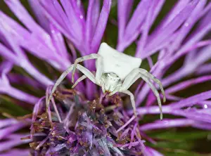 Ambush: Greater Knapweed