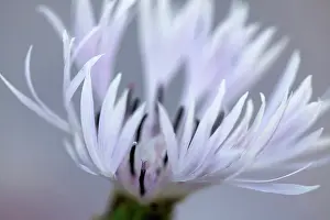 Centaurea: Greater Knapweed, Centaurea scabiosa, Close cropped