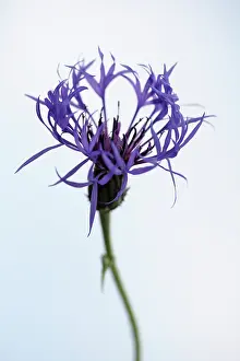 Centaurea: Greater Knapweed, Centaurea scabiosa, Front view