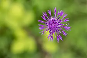 120219: Greater Knapweed - Flower - UK