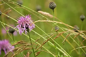 Scabiosa: Greater knapweed - and grasses in the rain