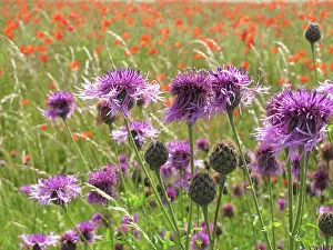 Downland: Greater Knapweed - growing along the edge of a