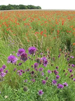 Downland: Greater Knapweed - growing along the edge of a