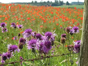 Downland: Greater Knapweed - growing along the edge of a