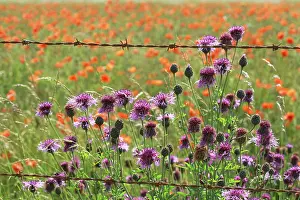 Downland: Greater Knapweed - growing along the edge of a