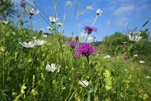 Scabiosa: Greater Knapweed - with Oxeye Daisy (Leucanthemum