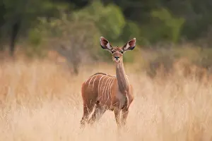 Tragelaphus: Greater Kudu