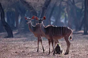 Kudus: Greater Kudu